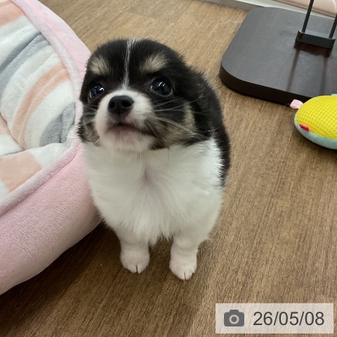 チワワの写真