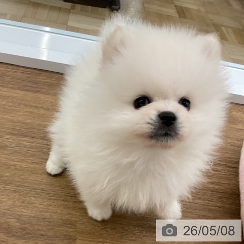 ポメラニアンの写真