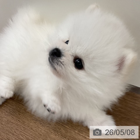 ポメラニアンの写真