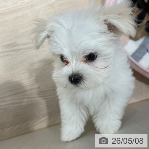 千葉県のマルチーズ (ペットプラス ユーカリが丘店/2026年2月27日生まれ/男の子/ホワイト)の子犬の4枚目の画像