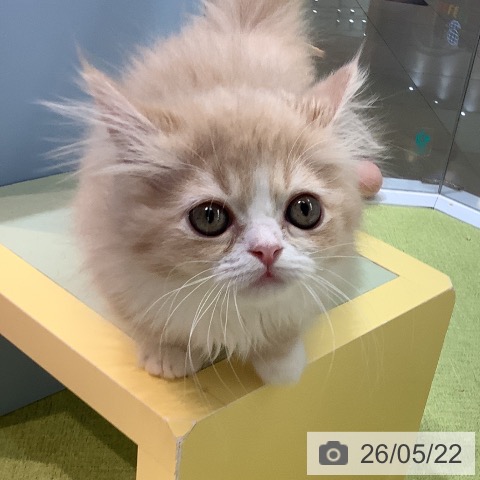 熊本県のマンチカン (ペットプラス 熊本店/2026年3月4日生まれ/男の子/クリームホワイト)の子猫の3枚目の画像