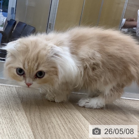スコティッシュフォールドの写真