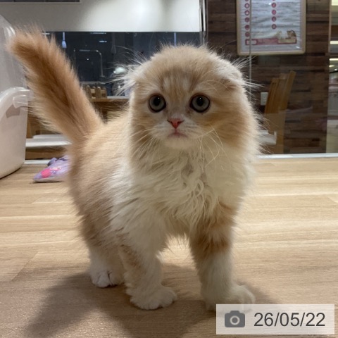 福岡県のスコティッシュフォールド (ペットプラス 小倉南店/2026年3月7日生まれ/男の子/クリームタビーホワイト)の子猫の3枚目の画像