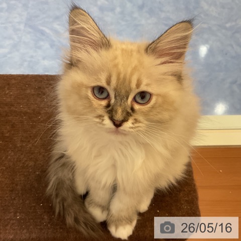 ラグドールの写真