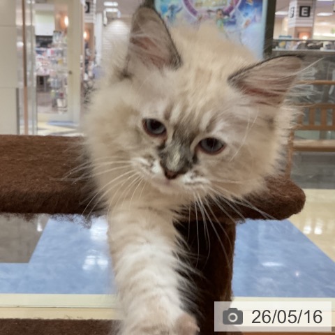 ラグドールの写真