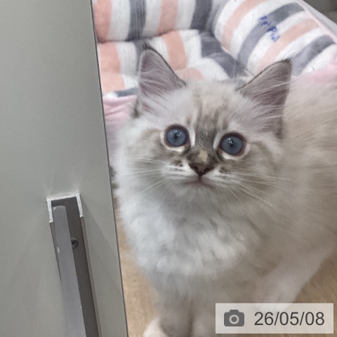 ラグドールの写真