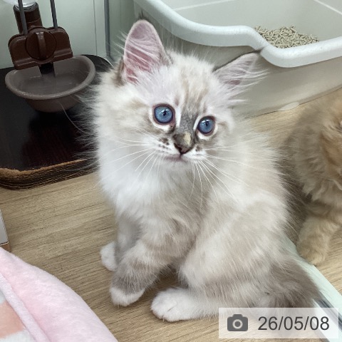 ラグドールの写真
