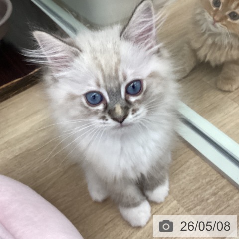 ラグドールの写真