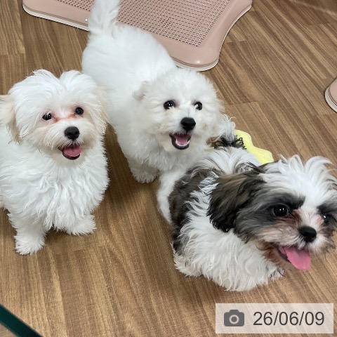 茨城県のビションフリーゼ (ペッツワン 阿見店/2026年3月7日生まれ/男の子/ホワイト)の子犬の4枚目の画像