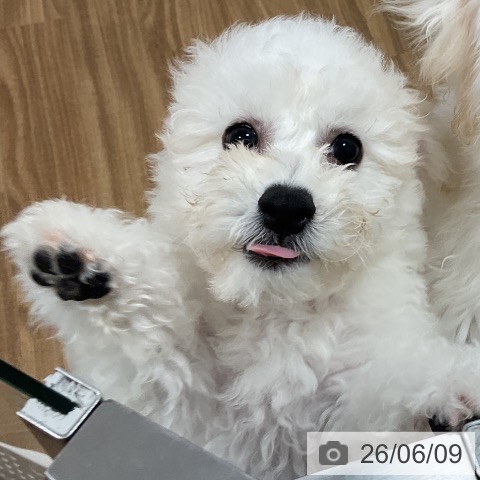 茨城県のビションフリーゼ (ペッツワン 阿見店/2026年3月7日生まれ/男の子/ホワイト)の子犬の3枚目の画像