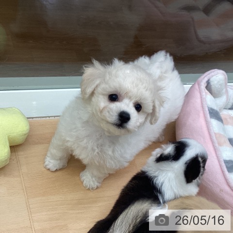 千葉県のビションフリーゼ (ペットプラス 成田店/2026年3月7日生まれ/男の子/ホワイト)の子犬の4枚目の画像