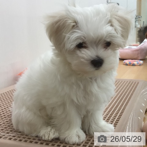 青森県のマルチーズ (ペットプラス 青森浜田店/2026年3月7日生まれ/男の子/ホワイト)の子犬の4枚目の画像