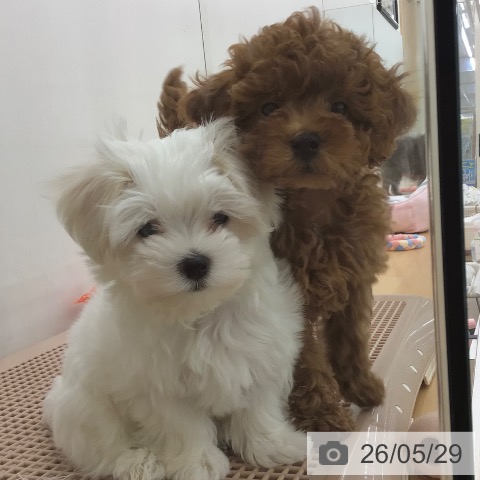 青森県のマルチーズ (ペットプラス 青森浜田店/2026年3月7日生まれ/男の子/ホワイト)の子犬の3枚目の画像