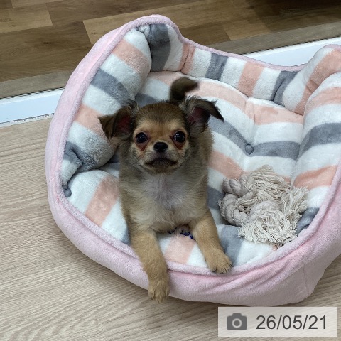 埼玉県のチワワ(ロング) (ペットプラス 八潮店/2026年3月8日生まれ/男の子/レッド)の子犬の4枚目の画像