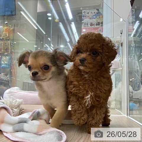 埼玉県のチワワ(ロング) (ペットプラス 八潮店/2026年3月8日生まれ/男の子/レッド)の子犬の4枚目の画像