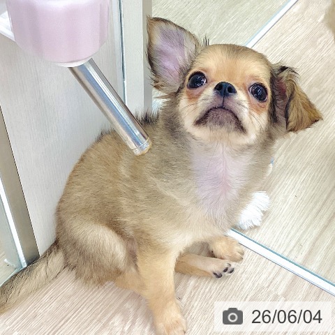 埼玉県のチワワ(ロング) (ペットプラス 八潮店/2026年3月8日生まれ/男の子/レッド)の子犬の4枚目の画像