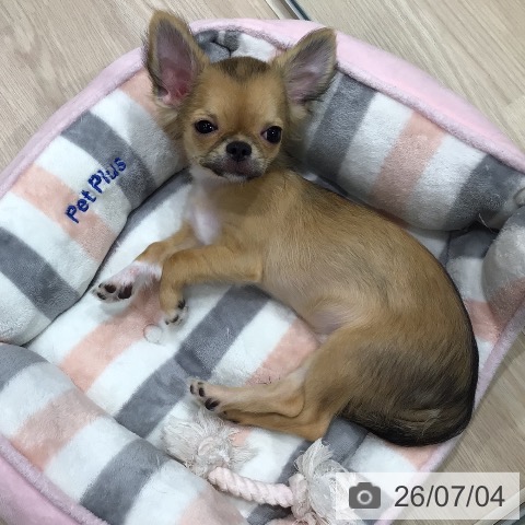 埼玉県のチワワ(ロング) (ペッツワン 新座店/2026年3月8日生まれ/男の子/レッド)の子犬の4枚目の画像
