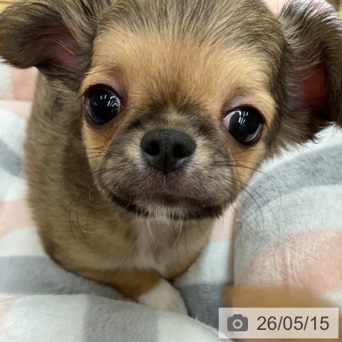 埼玉県のチワワ(ロング) (ペットプラス 浦和美園店/2026年3月8日生まれ/男の子/レッド)の子犬の3枚目の画像