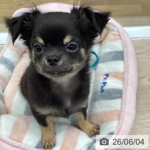 埼玉県のチワワ(ロング) (ペットプラス 八潮店/2026年3月8日生まれ/男の子/ブラックタン)の子犬の4枚目の画像