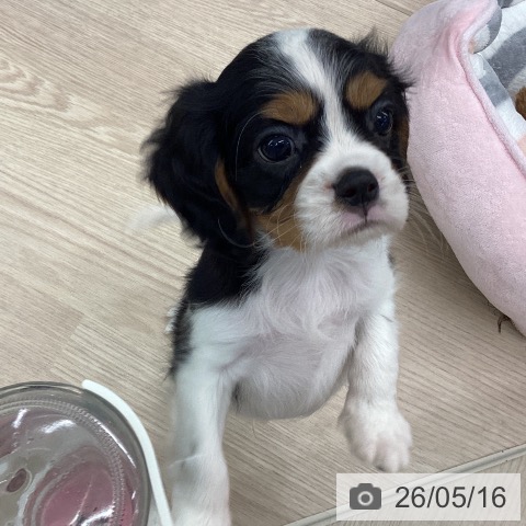 埼玉県のキャバリアキングチャールズスパニエル (ペットプラス 川口店/2026年3月8日生まれ/男の子/トライカラー)の子犬の3枚目の画像