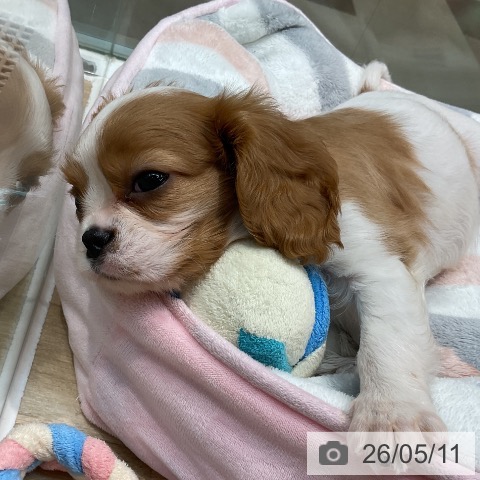 埼玉県のキャバリアキングチャールズスパニエル (ペットプラス ららぽーと新三郷店/2026年3月8日生まれ/女の子/ブレンハイム)の子犬の4枚目の画像