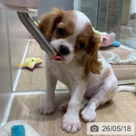 埼玉県のキャバリアキングチャールズスパニエル (ペットプラス ららぽーと新三郷店/2026年3月8日生まれ/女の子/ブレンハイム)の子犬の4枚目の画像