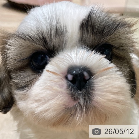 長野県のシーズー (ペットプラス 須坂店/2026年3月8日生まれ/男の子/ホワイトゴールド)の子犬の4枚目の画像
