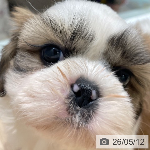 長野県のシーズー (ペットプラス 須坂店/2026年3月8日生まれ/男の子/ホワイトゴールド)の子犬の3枚目の画像