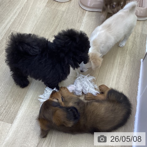 ミニチュア・ダックスフンドの写真