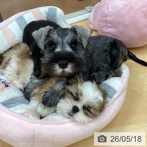 埼玉県のミニチュアシュナウザー (ペットプラス 浦和美園店/2026年3月6日生まれ/男の子/ソルトペッパー)の子犬の3枚目の画像