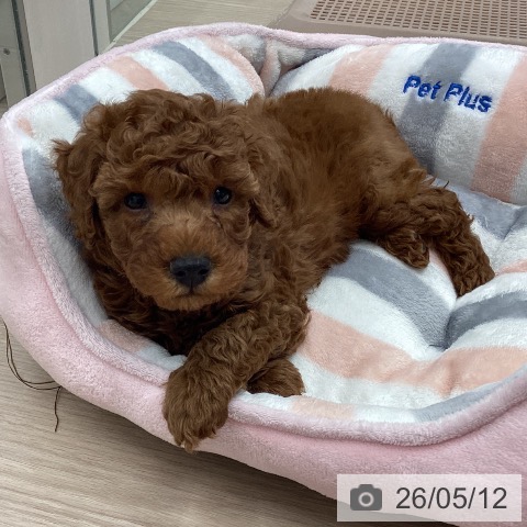 埼玉県のトイプードル(トイ) (ペットプラス 川口店/2026年3月9日生まれ/男の子/レッド)の子犬の3枚目の画像