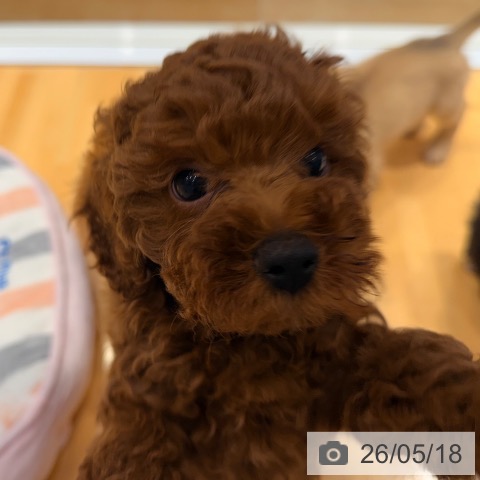 埼玉県のトイプードル(トイ) (ペットプラス 与野店/2026年3月7日生まれ/女の子/レッド)の子犬の4枚目の画像