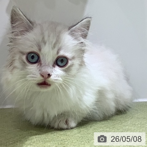 埼玉県のマンチカン (ペットプラス 川口店/2026年2月26日生まれ/男の子/シルバータビーホワイト)の子猫の4枚目の画像