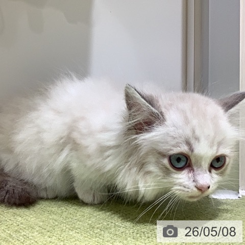 埼玉県のマンチカン (ペットプラス 川口店/2026年2月26日生まれ/男の子/シルバータビーホワイト)の子猫の3枚目の画像