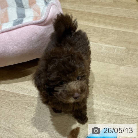 埼玉県のトイプードル(トイ) (ペットプラス ららぽーと富士見店/2026年3月9日生まれ/男の子/ブラウン)の子犬の4枚目の画像
