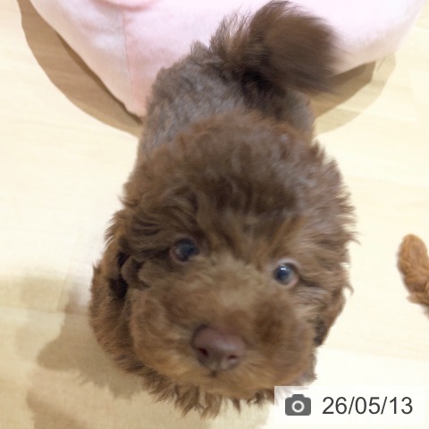 埼玉県のトイプードル(トイ) (ペットプラス ららぽーと富士見店/2026年3月9日生まれ/男の子/ブラウン)の子犬の3枚目の画像