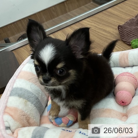 チワワの写真