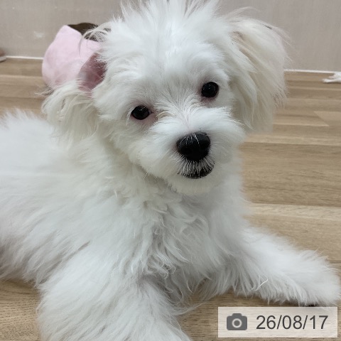 マルチーズの写真