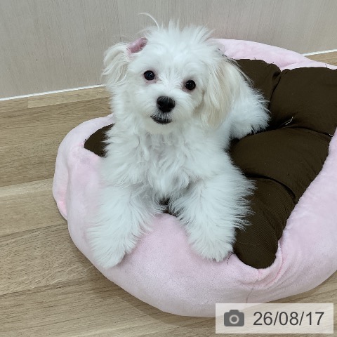 マルチーズの写真