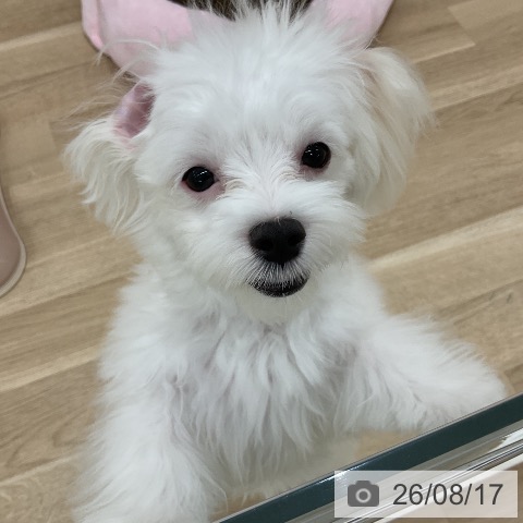 マルチーズの写真
