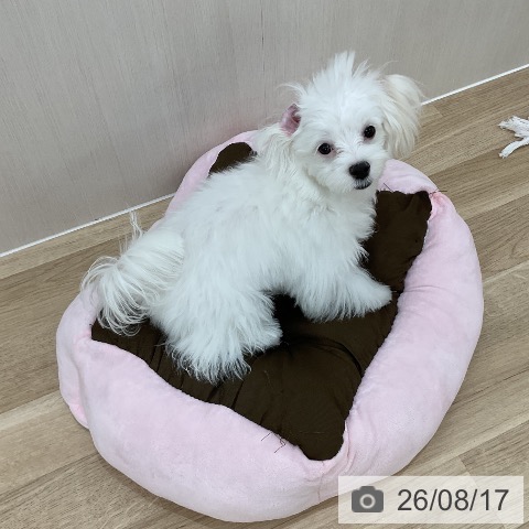 マルチーズの写真