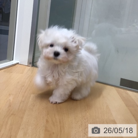 マルチーズの写真