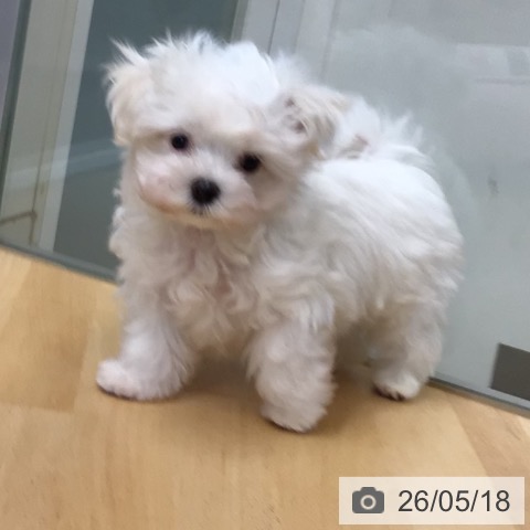 埼玉県のマルチーズ (ペットプラス 浦和美園店/2026年3月10日生まれ/男の子/ホワイト)の子犬の4枚目の画像