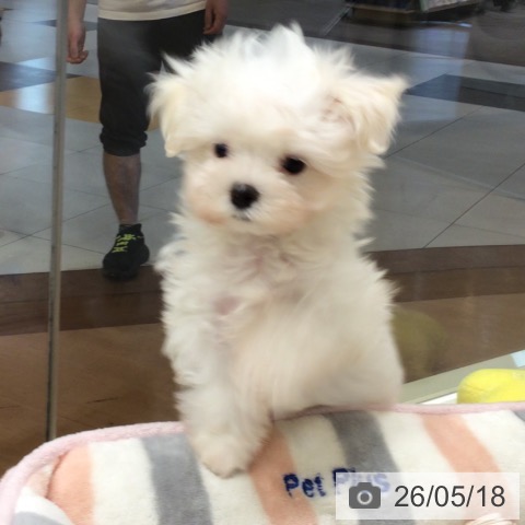 埼玉県のマルチーズ (ペットプラス 浦和美園店/2026年3月10日生まれ/男の子/ホワイト)の子犬の3枚目の画像