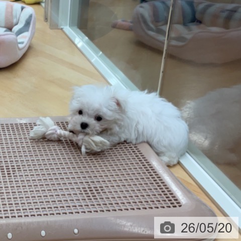 マルチーズの写真