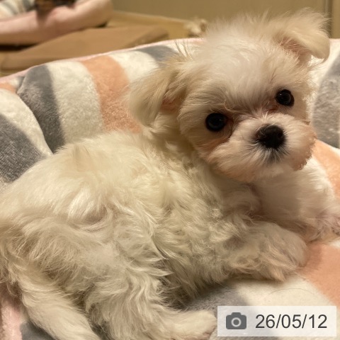 マルチーズの写真
