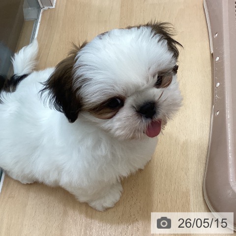 長野県のシーズー (ペットプラス 松本店/2026年3月11日生まれ/男の子/ゴールドホワイト)の子犬の4枚目の画像