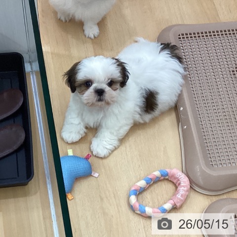 長野県のシーズー (ペットプラス 松本店/2026年3月11日生まれ/男の子/ゴールドホワイト)の子犬の3枚目の画像