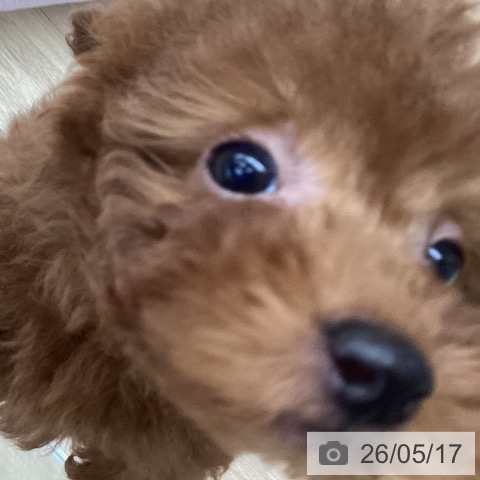 千葉県のトイプードル(トイ) (ペットプラス 船橋店/2026年3月10日生まれ/男の子/レッド)の子犬の3枚目の画像