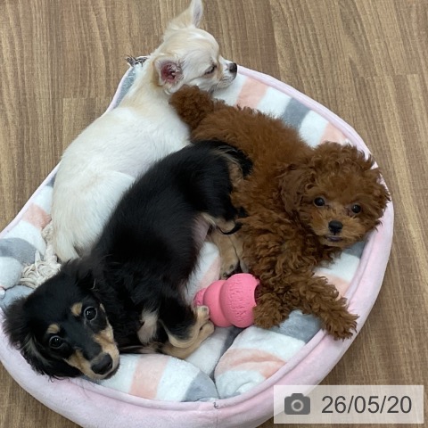 茨城県のトイプードル(トイ) (ペッツワン 古河店/2026年3月10日生まれ/女の子/レッド)の子犬の4枚目の画像